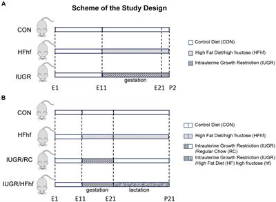 Brain serotonin and serotonin transporter expression in male and female postnatal rat offspring in response to perturbed early life dietary exposures